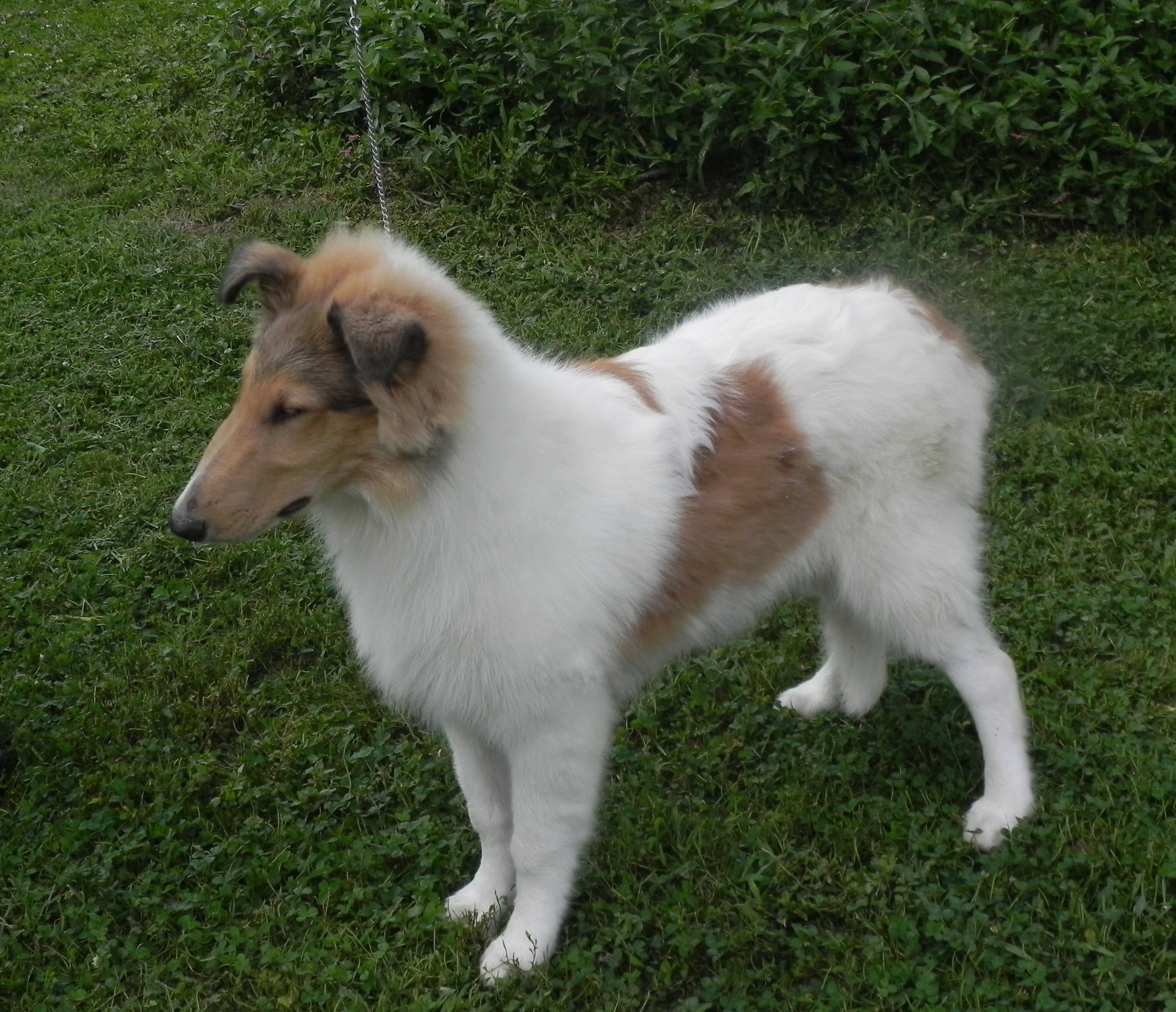 Classic Kennels Show Brags Classic Kennels